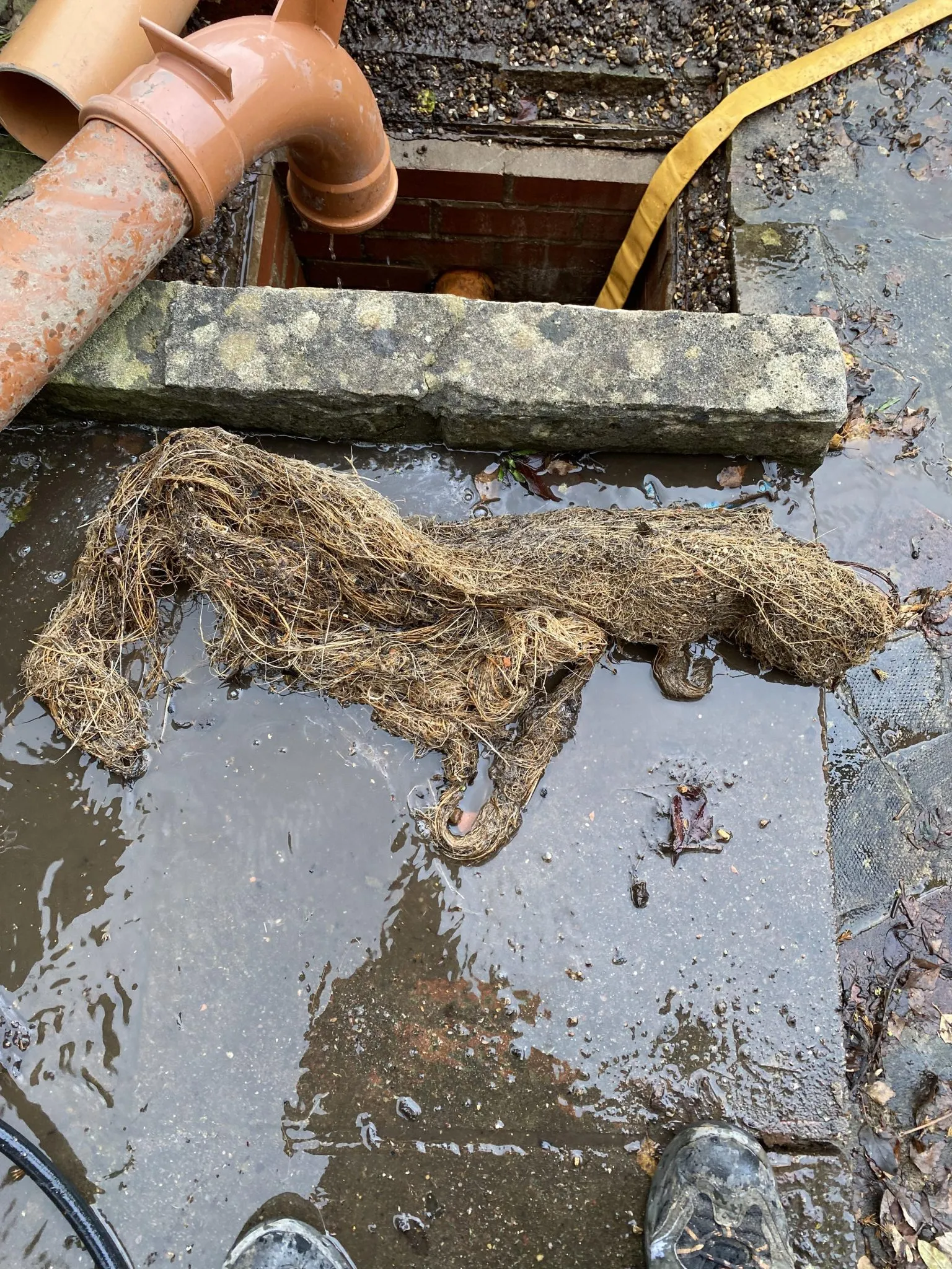 Tree roots removed from a blocked drain
