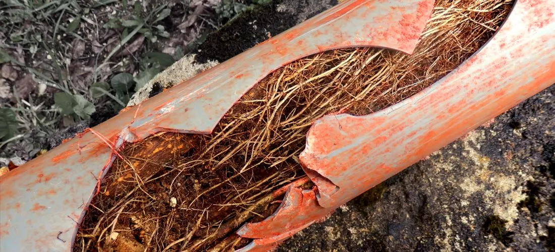 Tree roots filling and breaking a damaged drain pipe